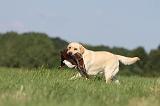 LABRADOR 496